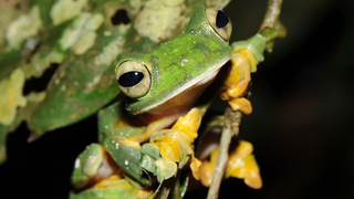More Than 1,000 Amphibians We Barely Know Could Soon Vanish, Scientists Say